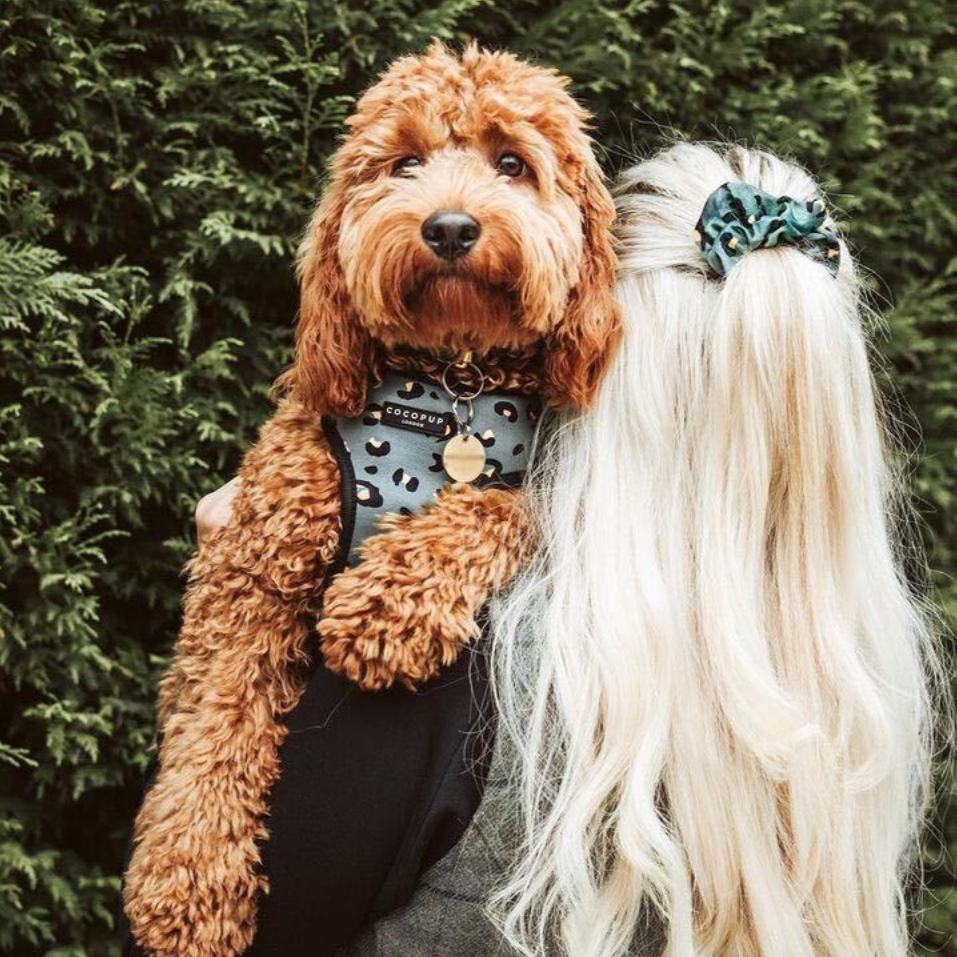 Blonde Frau mit langen Haaren von hinten mit braunem Hund auf dem rm. Der Hund trägt ein Geschirr mit Leopardenmuster in grün.
