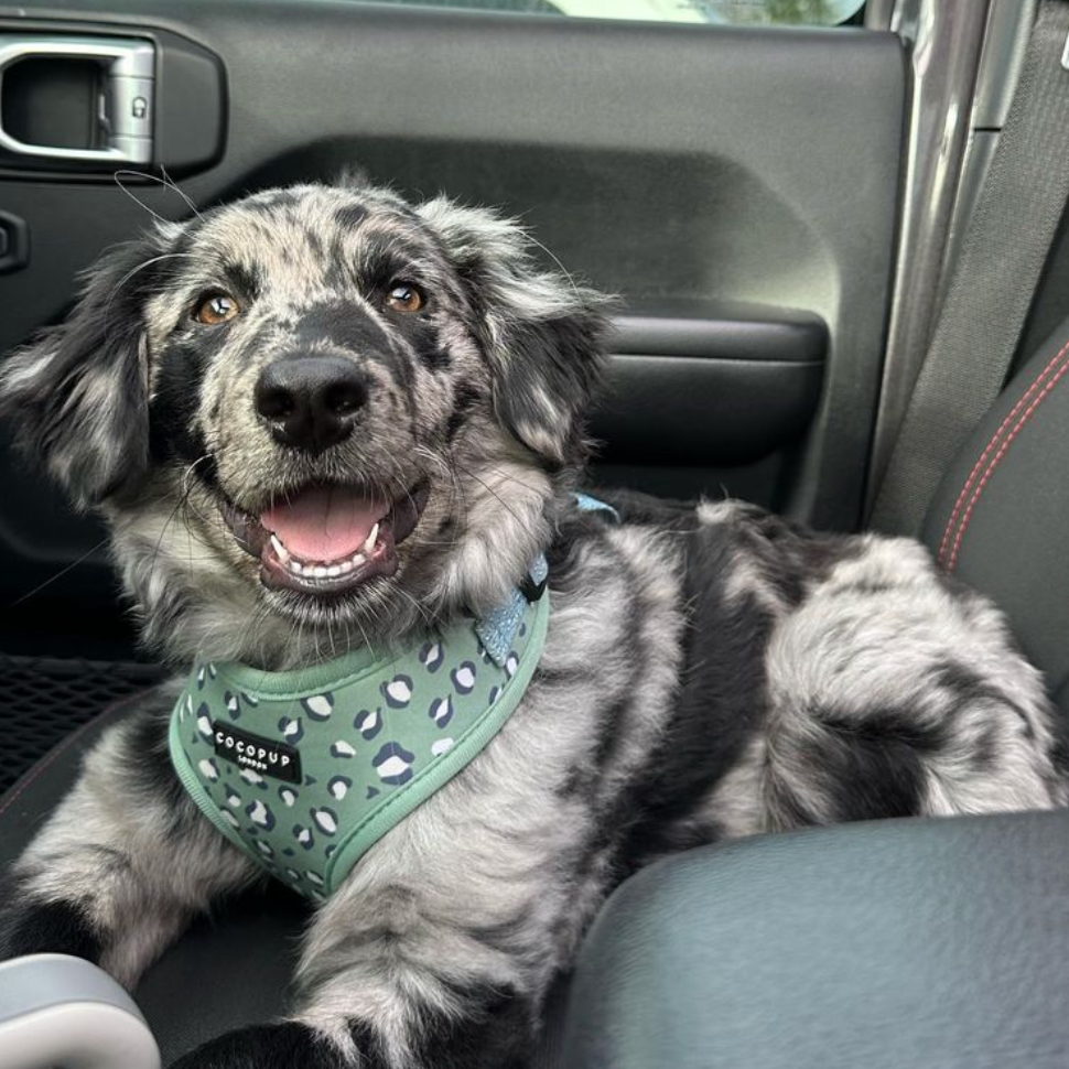 Fleckiger Hund im Auto mit Geschirr mit Leopardenmuster.