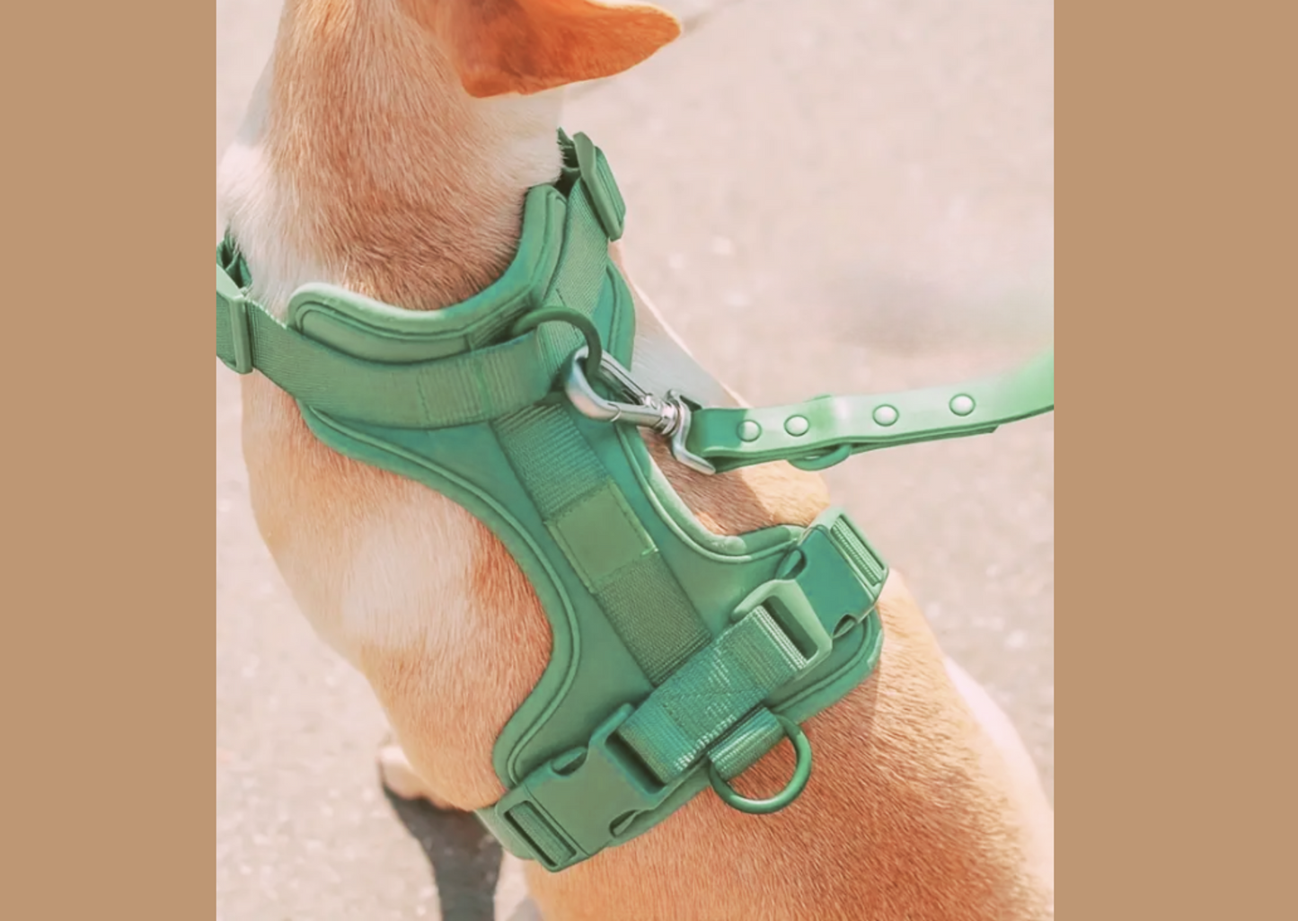 Ausschnitt eines hellen Hundes mit grünem Geschirr und Leine.
