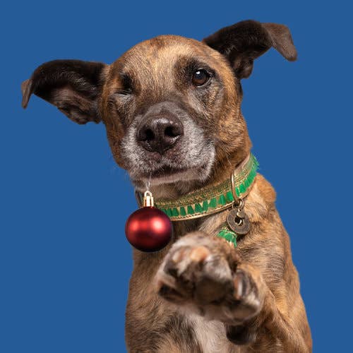 Hun dmit grün-goldenem Halsband hält eine rote Christbaumkugel im Maul.