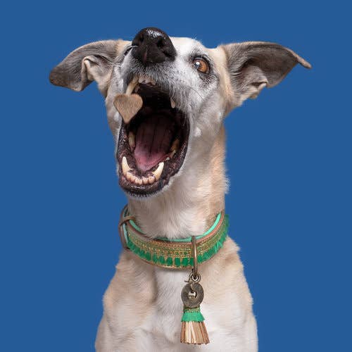 Hund mit grünem Halsband versucht ein Leckerechen in der Luft zu fangen