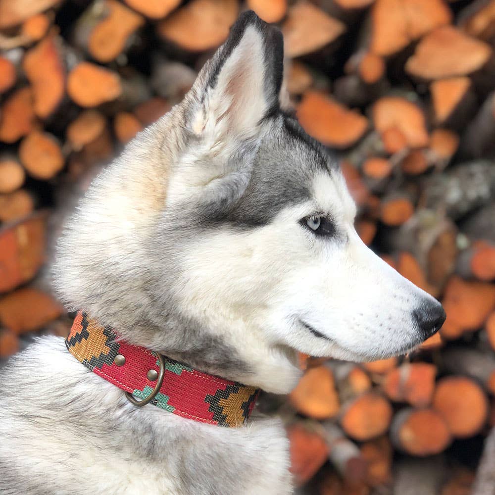 Husky vor Holzstapelmit buntem Halsband.