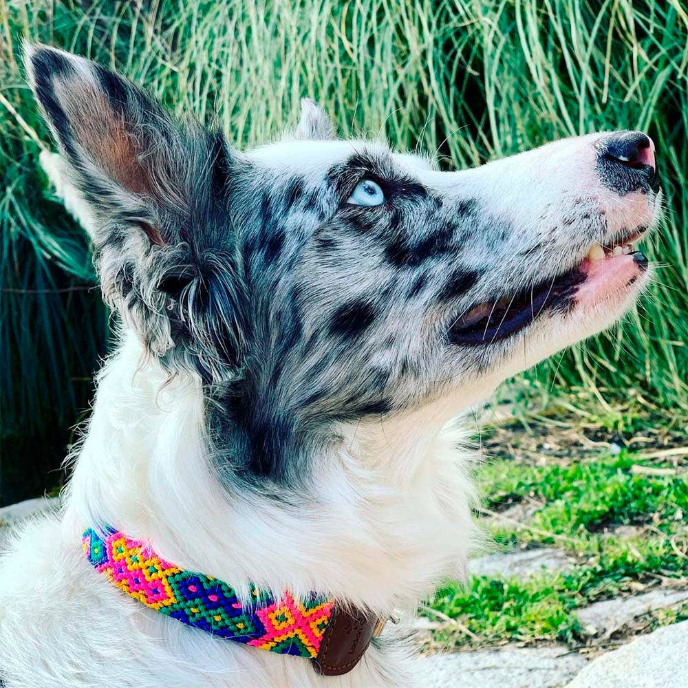 Hund mit Halsband mit bunten Stickereien und Muster