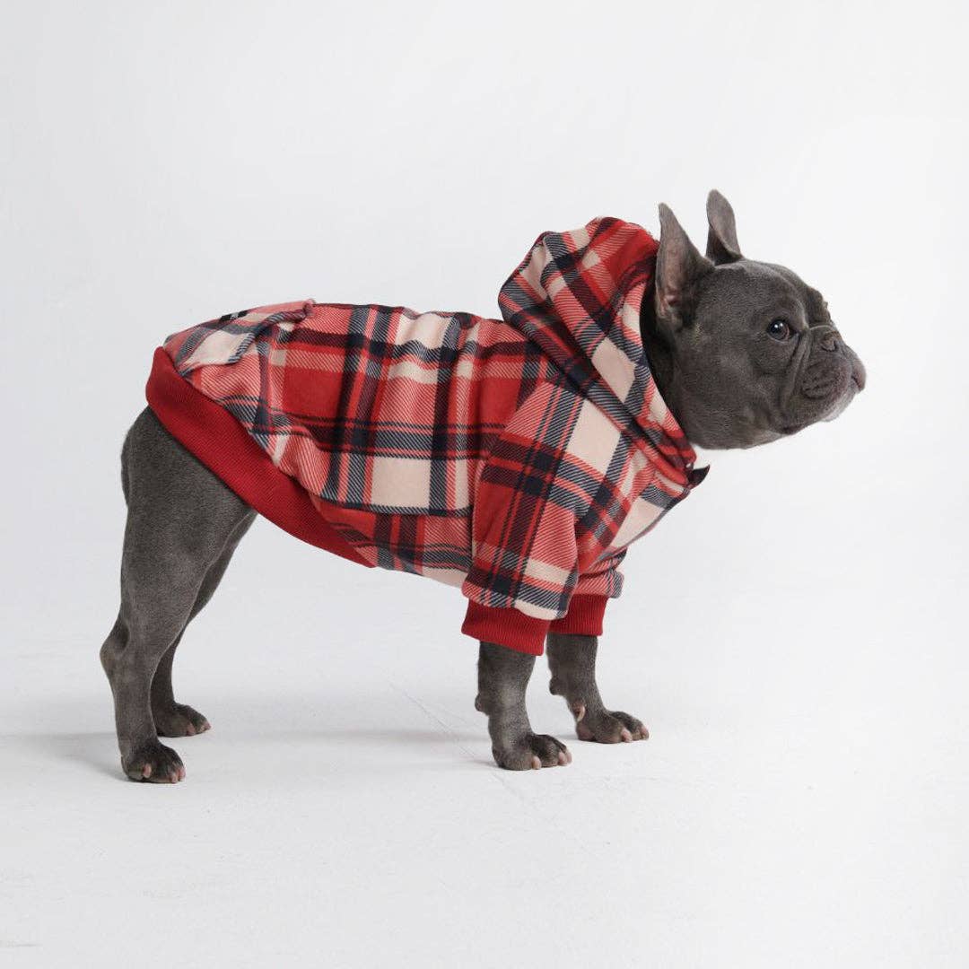 Französische Bulldogge mit Hundepullover mit Kapuze und Karomuster in den Farben rot, schwarz und weiß.