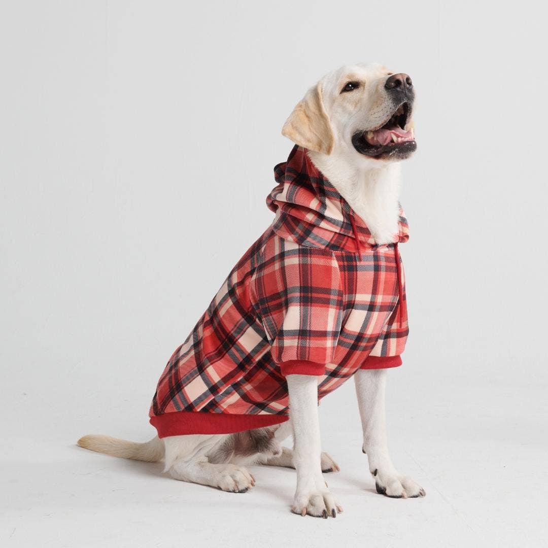 Heller Labrador mit Hundepullover mit Karomuster in den Farben rot, schwarz und weiß.