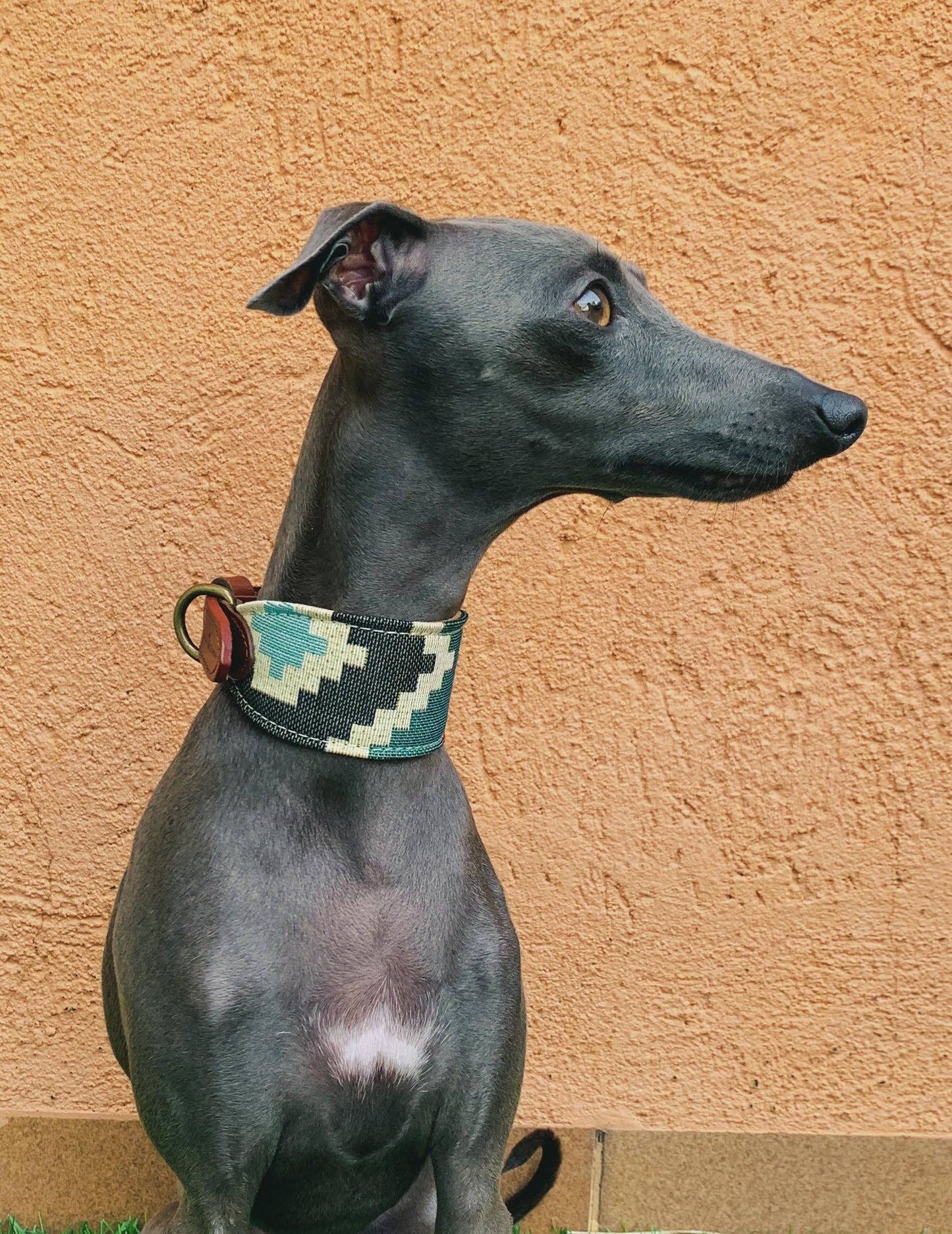 Grauer Windhund mit Windhunde-Halsband mit farbigen Muster